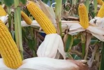 春秋219玉米产量，适合种植在吉林省内的中晚熟玉米区