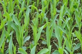 皖玉18号玉米品种基本信息，与对照生育期相当