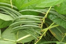 种植红小豆怎么施肥，一般在5-6月份种植