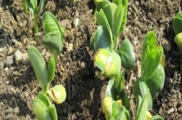 蚕豆怎么保存，浸种消毒后再撒播覆土