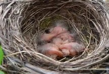小鸟的生活特性和特点，刚出生的应立即放回巢穴