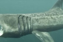 鲨鱼卵生还是胎生，以浮游生物、小型鱼类、虾类为食