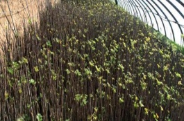 香椿的种植方法，未出苗前需严格控制浇水