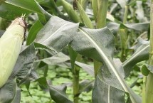 康村玉6号玉米栽培技术要点，高抗大斑病