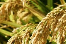 浙粳优1758水稻栽培技术要点，每亩有效穗16.4万