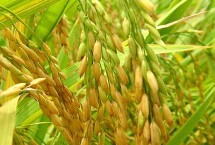 吉农大686水稻栽培技术要点，栽培密度