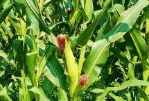 沃普2131玉米栽培技术要点，适宜播种期4月下旬到5月上旬