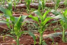 大地711玉米栽培技术要点，高抗丝黑穗病2.2%HR