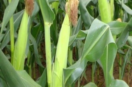 利禾10玉米栽培技术要点，中抗穗腐病