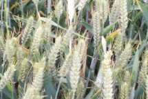 石科糯1号小麦栽培技术要点，平均生育期235.9天