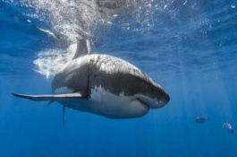 多大的鲨鱼才算成年，一般能存活70-100年左右