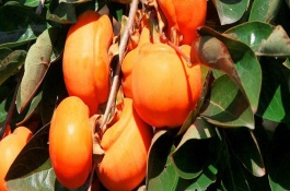 农村致富种植项目，山楂、磨盘柿、突尼斯石榴等品种具有可观的效益