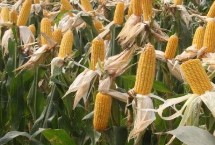 DY918玉米栽培技术要点，全生育期100天左右