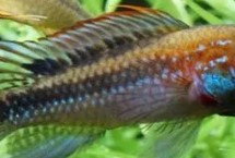 短鲷可以和什么混养，饲养难度非常小