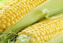 兆育101玉米栽培技术要点，生育期103天左右