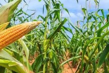 鹏玉688玉米栽培技术要点，春播平均生育期117.0天