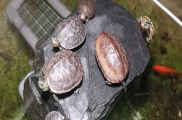 草龟能不能与其它乌龟一起养，性格温和通常不会攻击其它乌龟