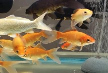 水泥池养鱼要放泥土吗，添加泥土可避免鱼儿擦伤