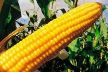 DF617玉米栽培技术要点，全生育期灌水3-4次