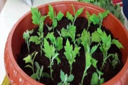 九月菊的掐头时间，可播种或扦插繁殖