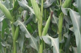 登峰101玉米栽培技术要点，注意防治病虫害