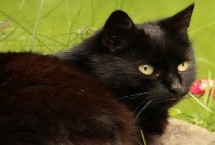 猫咪掉毛严重是什么原因，有蒂凡尼猫、曼德勒猫、中华田园猫等