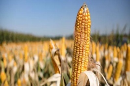 汉单777玉米栽培技术要点，适时播种