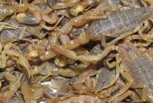 蝎子吃什么食物长得快，适宜的养殖温度是28-38℃之间