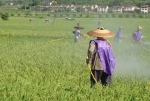 氯氰菊酯和高效氯氰菊酯的区别，使用时一定要注意作物安全间隔期
