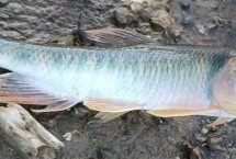 鱼种食性，手竿建议选台钓竿