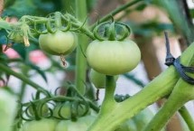 如何防止西红柿结果期出现僵果，需要根据其挂果数量来进行浇水