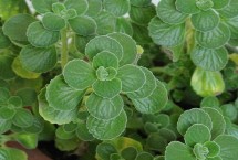 一抹香的形态特征，平时可每隔5-6天浇1次水