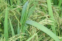 早籼617水稻栽培技术要点，在重病区还要注重稻瘟病的防治