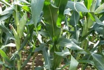 申科甜810玉米栽培技术要点，中等肥力以上地块栽培