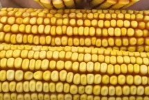 金骏178玉米栽培技术要点，中抗茎腐病