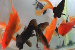 鱼缸养金鱼需要准备什么设备，需要提供一个充足空间