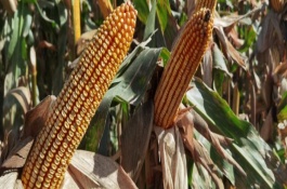 KD5112玉米栽培技术要点，KD5112玉米种子简介