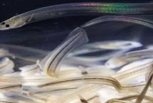 柳叶鳗的发育阶段，在幼体或成体期单独生活