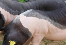 如何增加母猪的产仔数量，可能是自身的繁殖能力较差