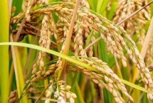 两优鄂丰丝苗水稻栽培技术要点，中抗稻瘟病