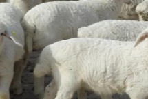 羊口蹄疫能自愈吗，先把病羊进行隔离