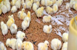 小鸡不吃食如何处理，根据当前日龄调整温度