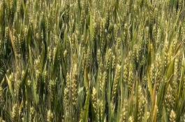 靖麦15号小麦品种说明，全生育期162天