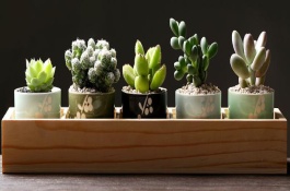 多肉不长大的原因，大部分品种都能快速生长