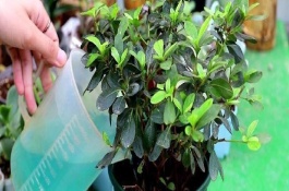 杜鹃花开放时能不能对花朵浇水，一定要掌握见干见湿的原则