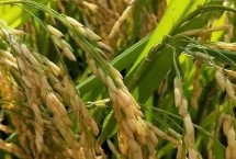 广两优752水稻栽培技术要点，全生育期130.4天