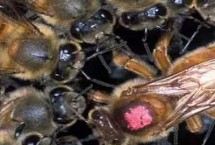 蜂王以什么为食，终生均会摄食蜂王浆