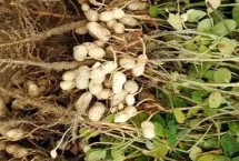 哪些水果在秋季成熟，包括花生、玉米、西红柿等品种