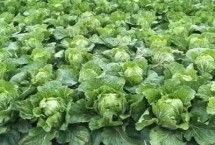 大白菜用什么复合肥，春季要在保护地中育苗