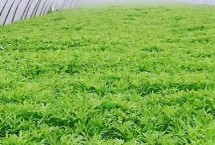 芦蒿种植间距多少，选用良种可提高产量